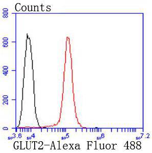 GLUT2 Rabbit mAb