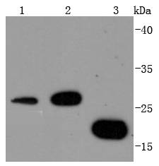 14-3-3 Rabbit mAb