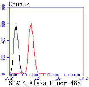 STAT4 Rabbit mAb