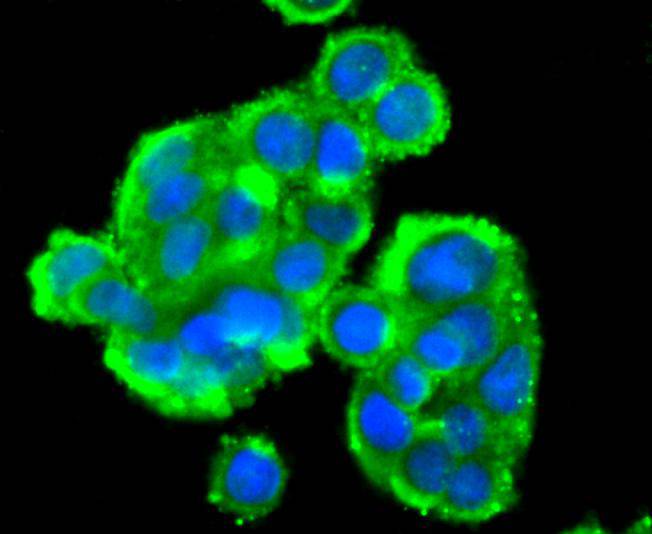 STAT4 Rabbit mAb