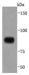 STAT4 Rabbit mAb