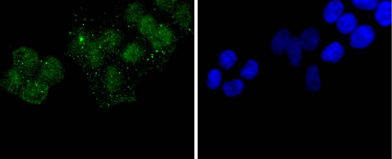 Histone H3 Rabbit mAb