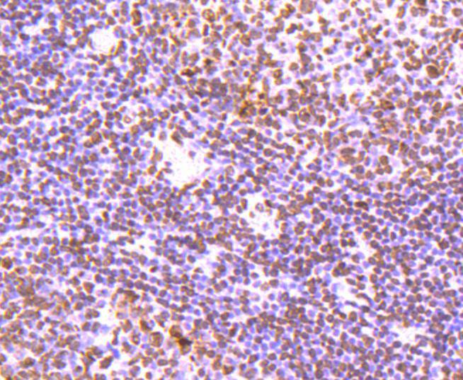 Histone H3 Rabbit mAb