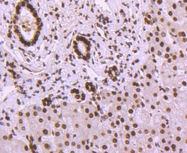 Histone H3 Rabbit mAb