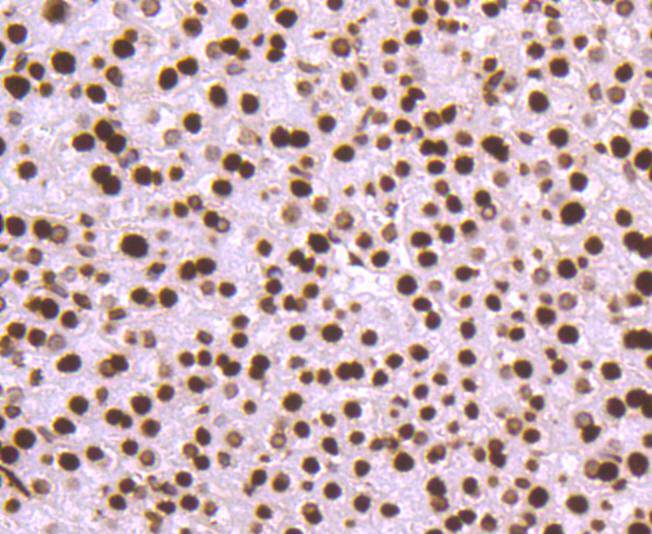 Histone H3 Rabbit mAb