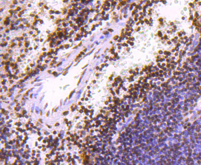 Histone H3 Rabbit mAb