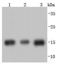 Histone H3 Rabbit mAb