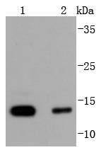 LC3B Rabbit mAb