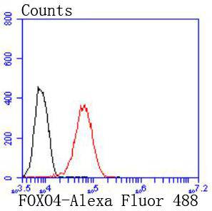 FOXO4 Rabbit mAb