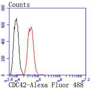 CDC42 Rabbit mAb