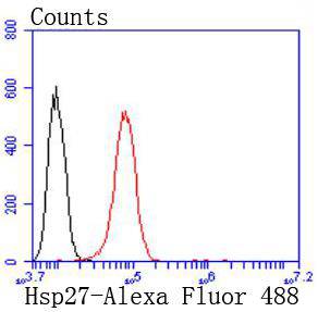 Hsp27 Rabbit mAb