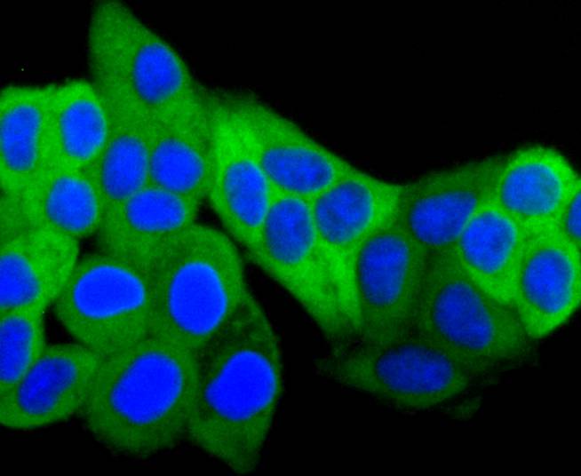 Hsp27 Rabbit mAb