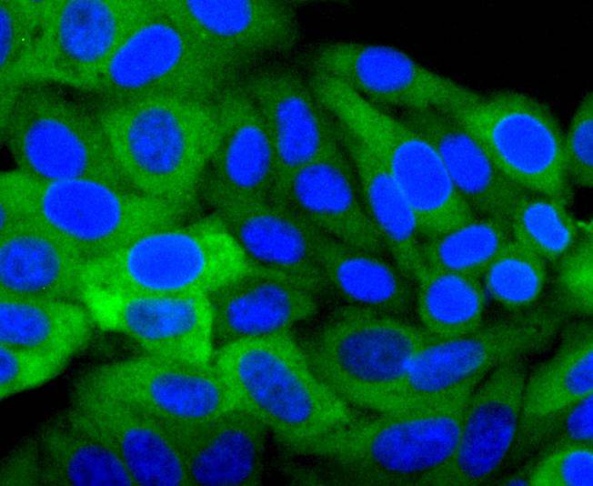 Hsp27 Rabbit mAb