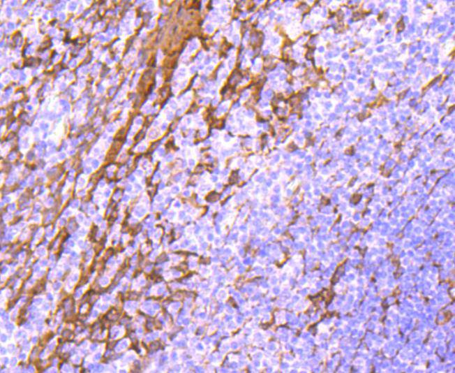 Hsp27 Rabbit mAb