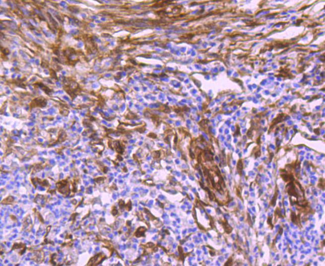 Hsp27 Rabbit mAb