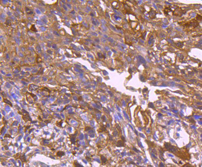 Hsp27 Rabbit mAb