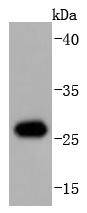 Hsp27 Rabbit mAb