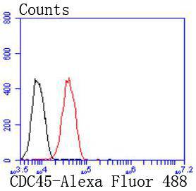 CDC45 Rabbit mAb