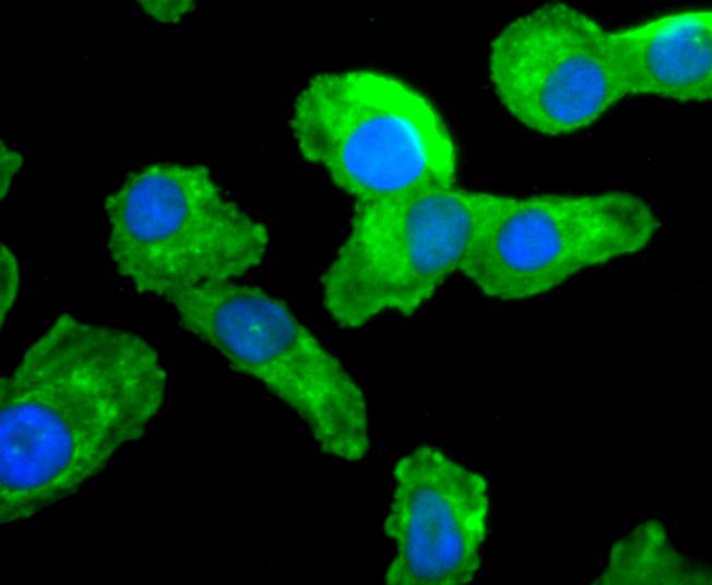 CDC45 Rabbit mAb