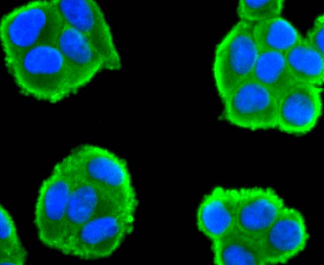 CDC45 Rabbit mAb