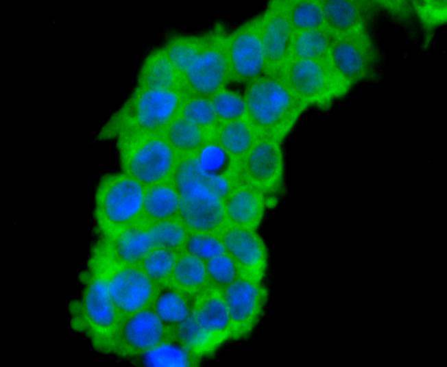 CDC45 Rabbit mAb