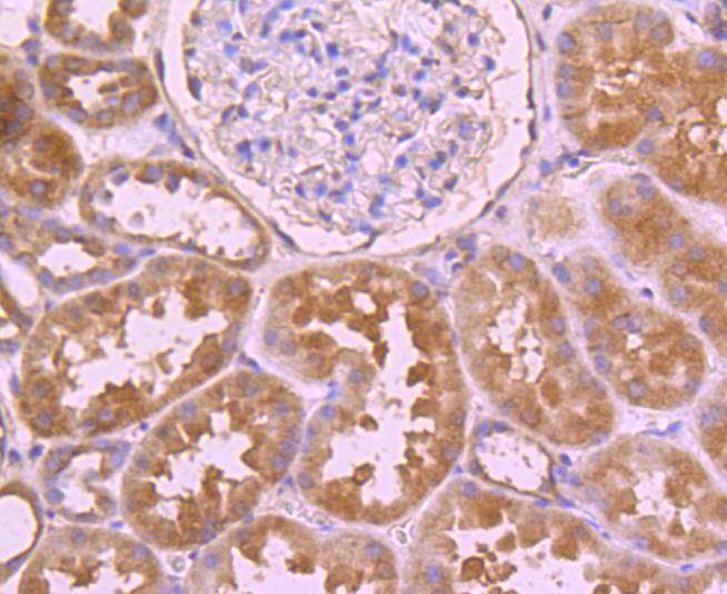 CDC45 Rabbit mAb