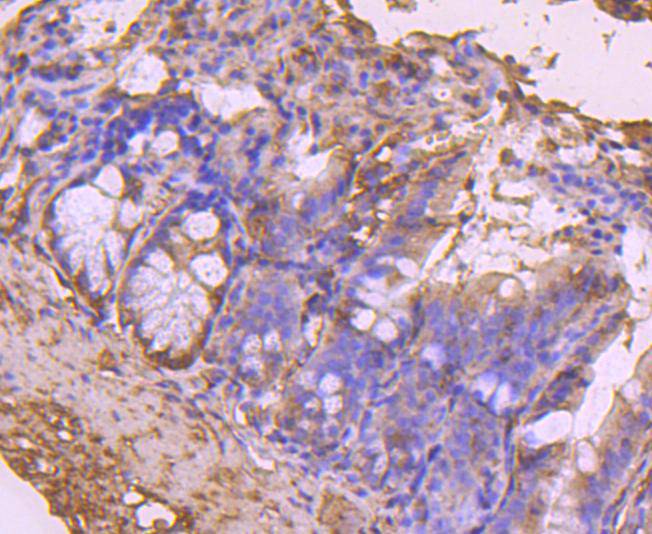 CDC45 Rabbit mAb