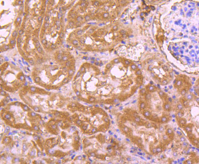 CDC45 Rabbit mAb