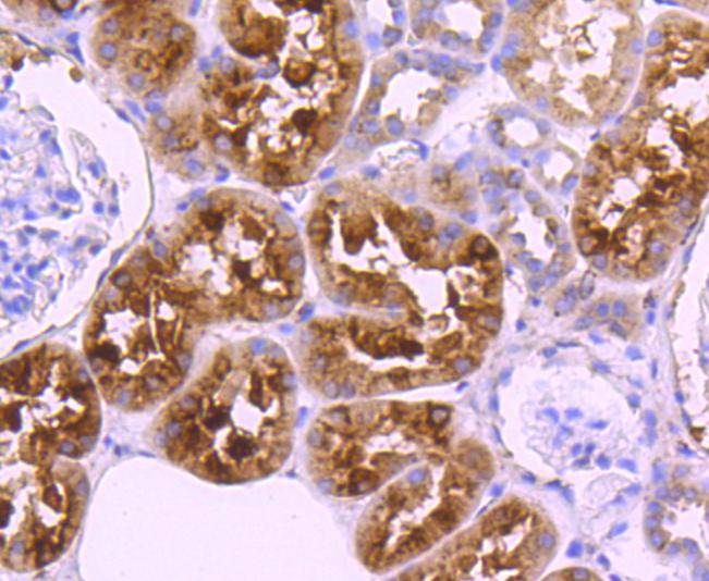 Cystatin C Rabbit mAb