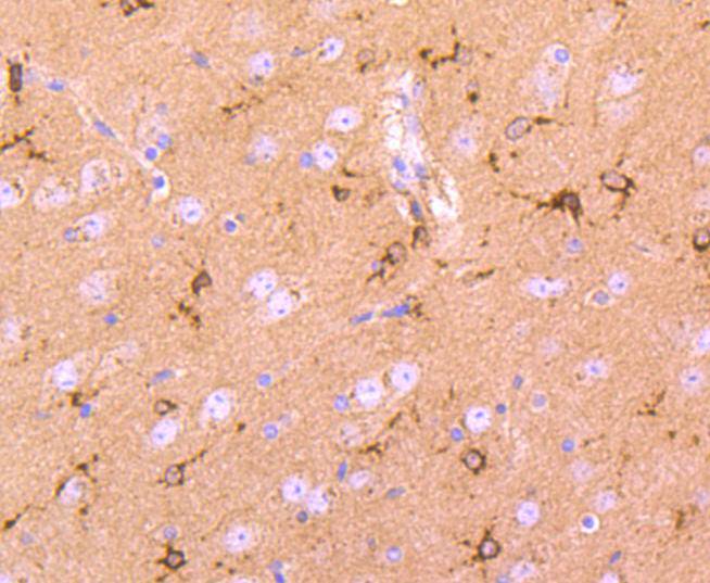 Cystatin C Rabbit mAb