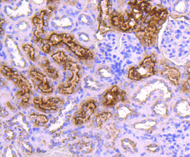 Cystatin C Rabbit mAb