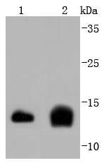 Cystatin C Rabbit mAb