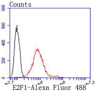 E2F1 Rabbit mAb