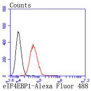 eIF4EBP1 Rabbit mAb