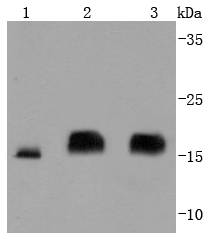 eIF4EBP1 Rabbit mAb