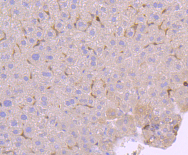 PKC delta Rabbit mAb