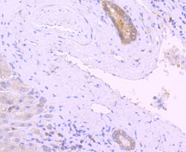 PKC delta Rabbit mAb