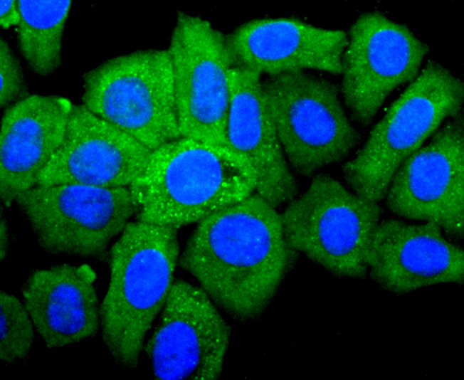 IGF2 Rabbit mAb