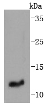 IGF2 Rabbit mAb