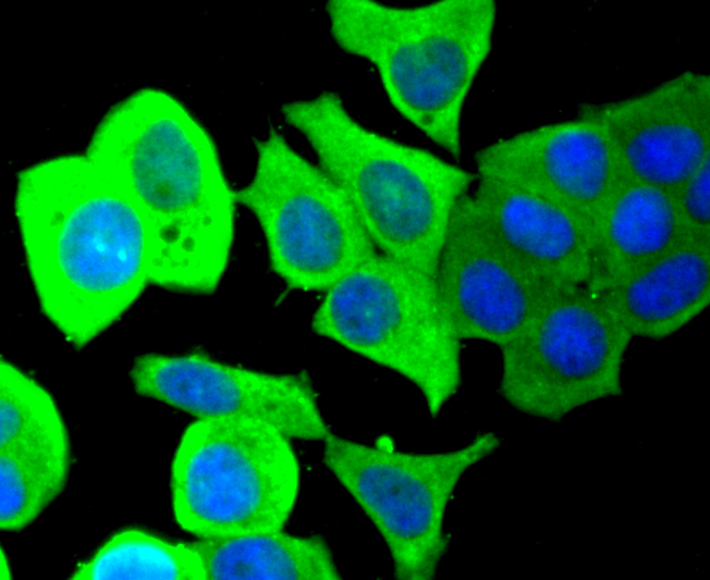 PTP1B Rabbit mAb