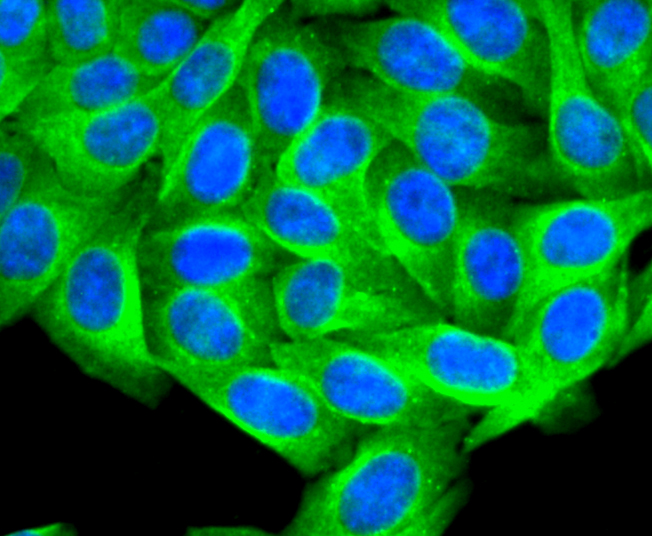 PTP1B Rabbit mAb