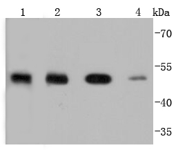 PTP1B Rabbit mAb