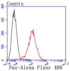 Fas(CD95) Rabbit mAb