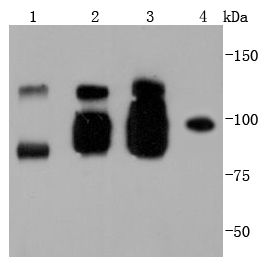 VE Cadherin Rabbit mAb