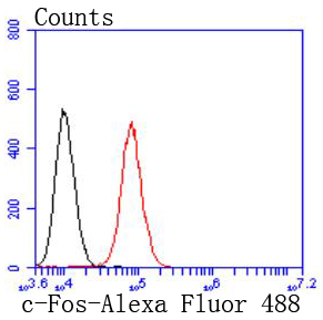 c-Fos Rabbit mAb