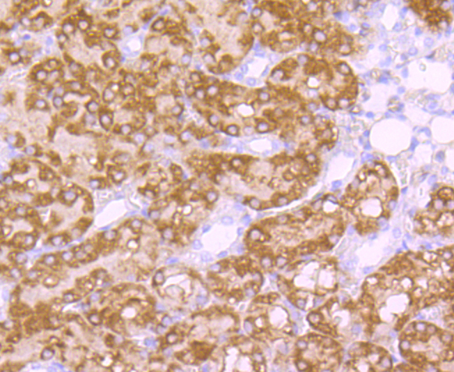 EBP50 Rabbit mAb