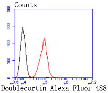 Doublecortin Rabbit mAb