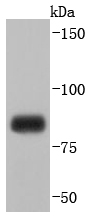 Mitofusin 1 Rabbit mAb