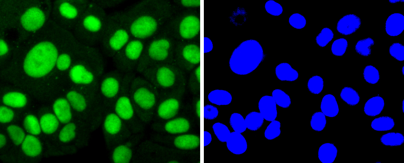 SP1 Rabbit mAb