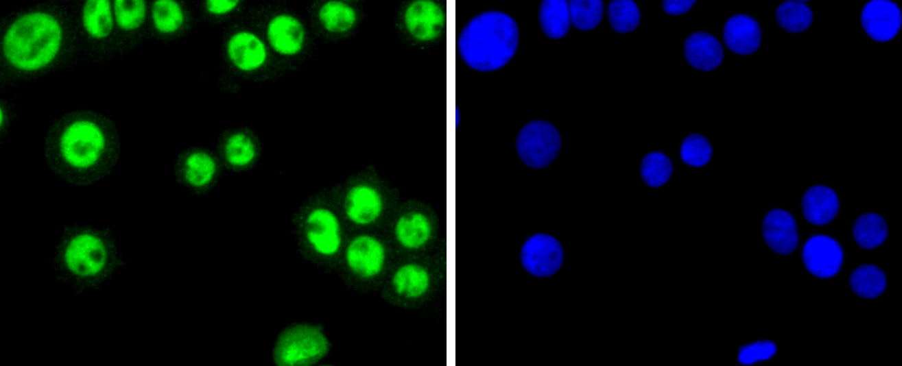 SP1 Rabbit mAb